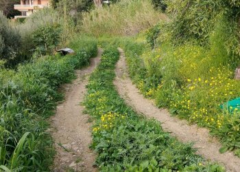 Giardino - Terreno agricolo Via Stazione
 
12, Aci Castello - foto 11