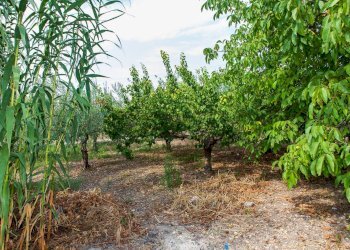 Giardino - Villa Contrada San Giovanni
 
snc, Leonforte - foto 30
