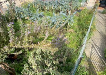 Giardino - Appartamento Via Catusi
 
31, Acireale - foto 8