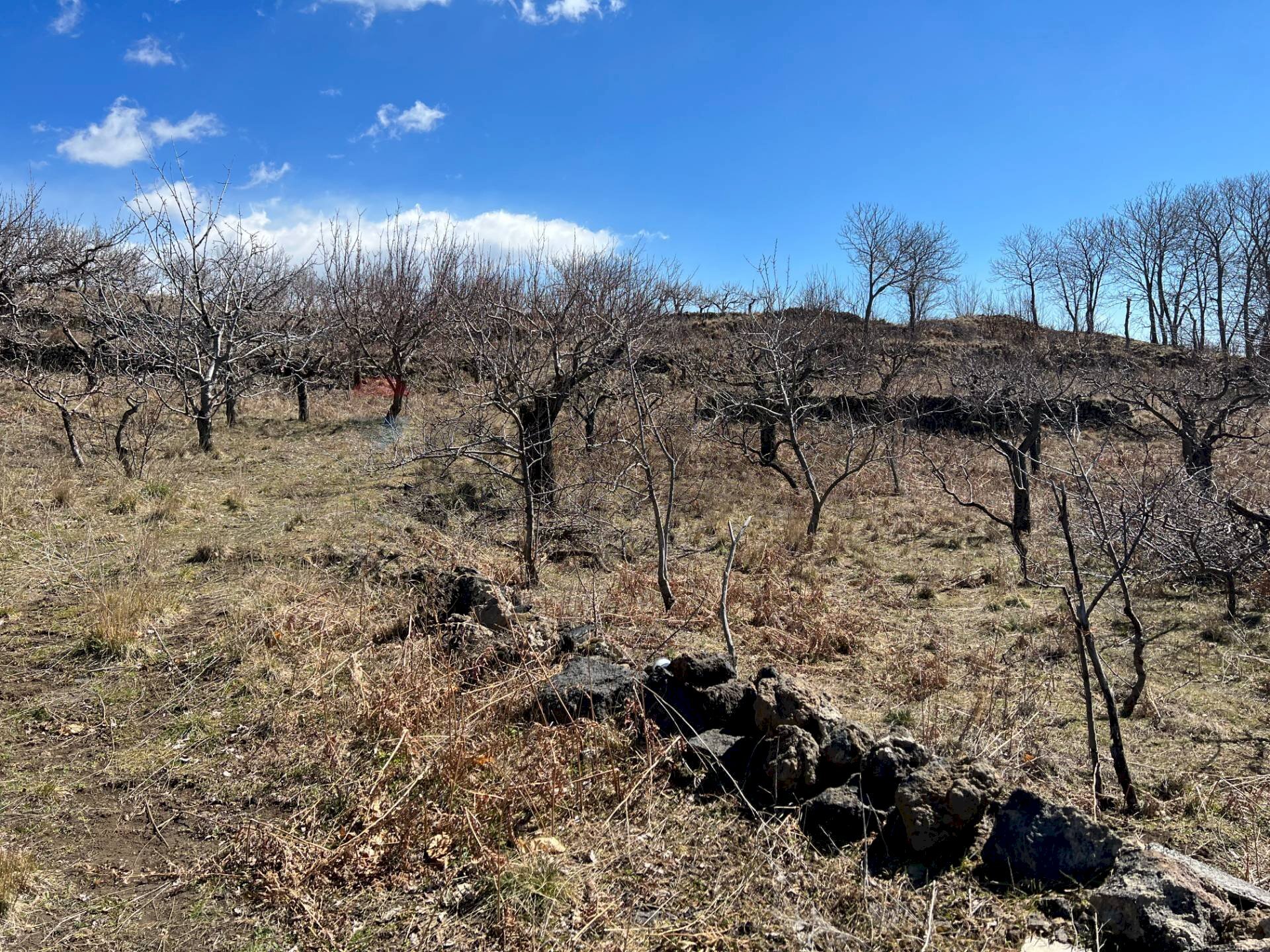 Vista delle montagne - Agricultural land C/da Piano Mirio (Strada comunale-Ex Provinciale Nicolosi-Maletto)
 
snc, Biancavilla - photo 1