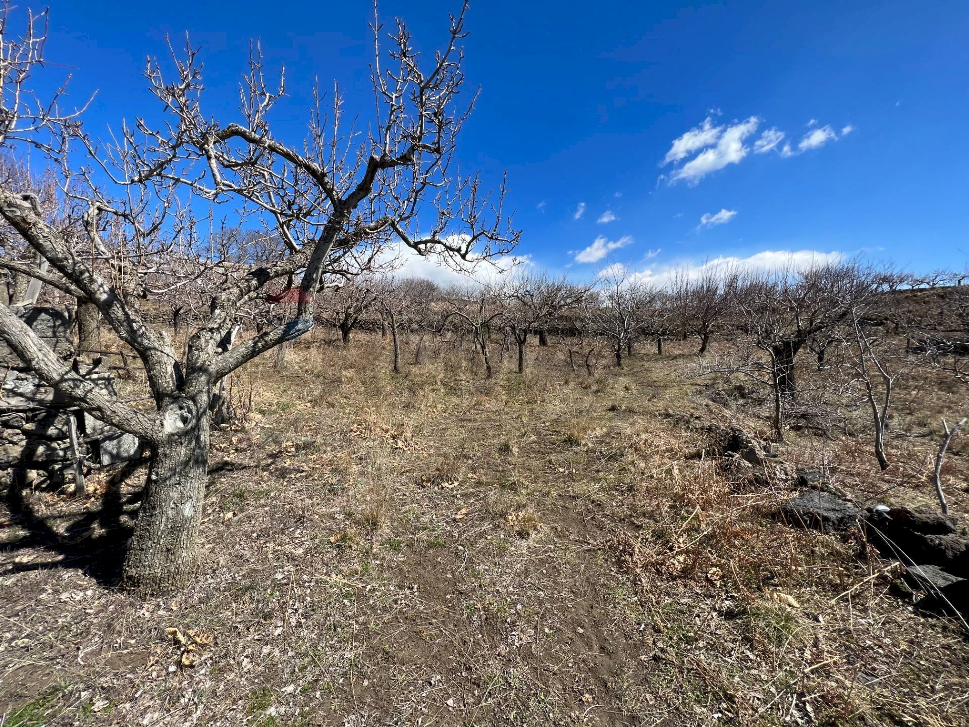 Vista delle montagne - Agricultural land C/da Piano Mirio (Strada comunale-Ex Provinciale Nicolosi-Maletto)
 
snc, Biancavilla - photo 2
