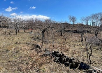 Vista delle montagne - Agricultural land C/da Piano Mirio (Strada comunale-Ex Provinciale Nicolosi-Maletto)
 
snc, Biancavilla - photo 1