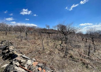 Vista delle montagne - Agricultural land C/da Piano Mirio (Strada comunale-Ex Provinciale Nicolosi-Maletto)
 
snc, Biancavilla - photo 4