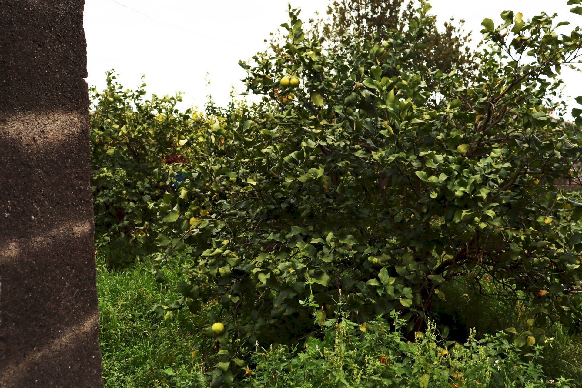 Giardino - Terreno agricolo via Civi'
 
29, Fiumefreddo di Sicilia - foto 2