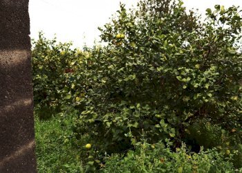 Giardino - Terreno agricolo via Civi'
 
29, Fiumefreddo di Sicilia - foto 2