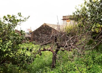 Giardino - Terreno agricolo via Civi'
 
29, Fiumefreddo di Sicilia - foto 3