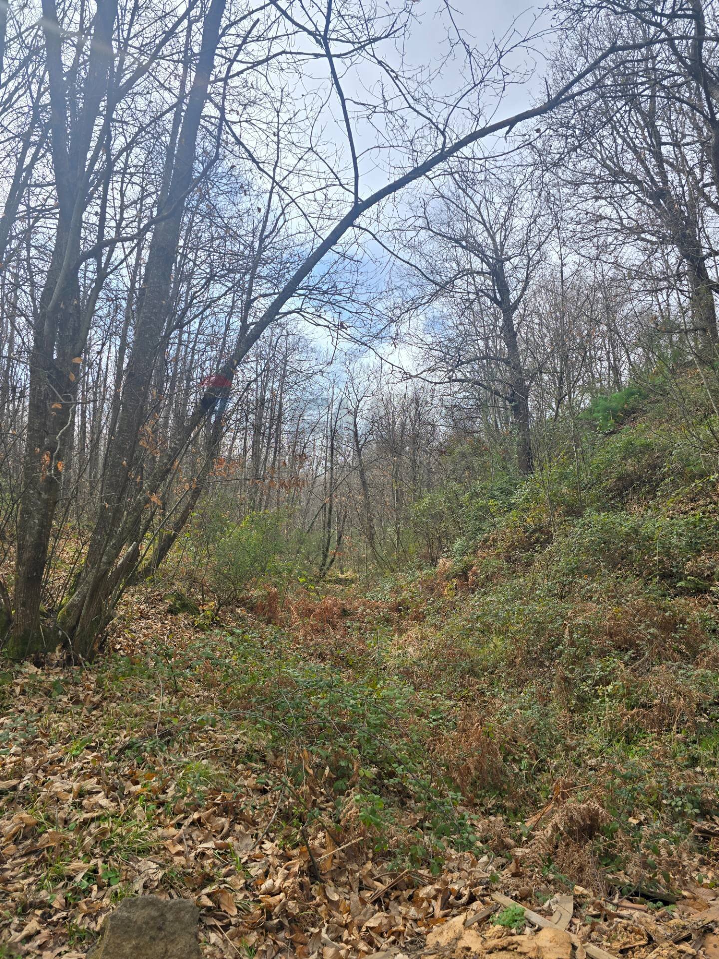 Non correlato - Agricultural land R44J+38V
snc, Linguaglossa - photo 2