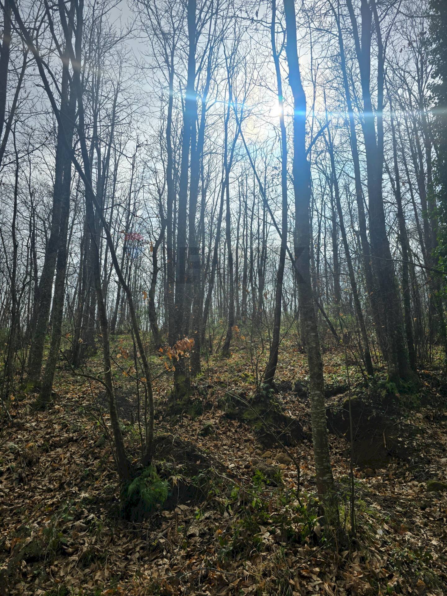 Non correlato - Agricultural land R44J+38V
snc, Linguaglossa - photo 3