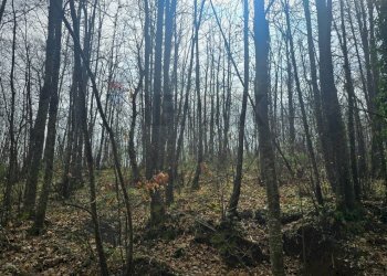 Non correlato - Agricultural land R44J+38V
snc, Linguaglossa - photo 3