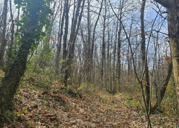 Giardino - Agricultural land R44J+38V
snc, Linguaglossa - photo 5