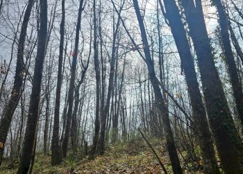 Non correlato - Agricultural land R44J+38V
snc, Linguaglossa - photo 6