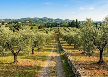 Vista delle montagne - Agricultural land Viale Marconi, Castelfranco Piandiscò - photo 1
