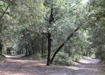 Giardino - Terreno agricolo Capraia e Limite - foto 6