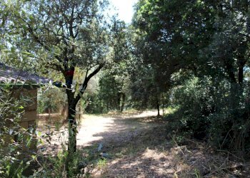 Giardino - Terreno agricolo Capraia e Limite - foto 7