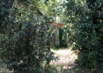 Giardino - Terreno agricolo Capraia e Limite - foto 8