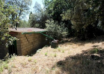 Giardino - Terreno agricolo Capraia e Limite - foto 9