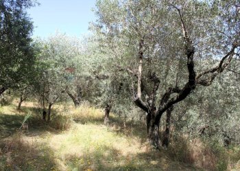 Giardino - Terreno agricolo Capraia e Limite - foto 12