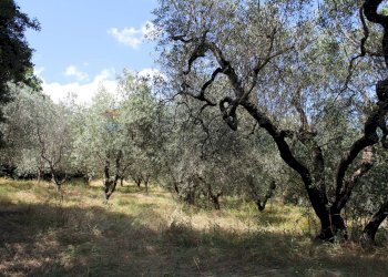 Giardino - Terreno agricolo Capraia e Limite - foto 13