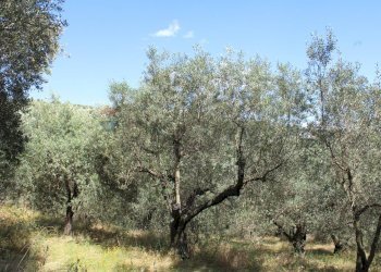 Giardino - Terreno agricolo Capraia e Limite - foto 14