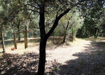 Giardino - Terreno agricolo Capraia e Limite - foto 15