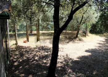 Giardino - Terreno agricolo Capraia e Limite - foto 16