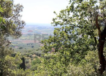 Vista delle montagne - Terreno agricolo Capraia e Limite - foto 17