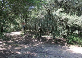 Giardino - Terreno agricolo Capraia e Limite - foto 18