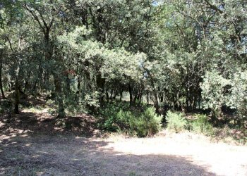 Giardino - Terreno agricolo Capraia e Limite - foto 19