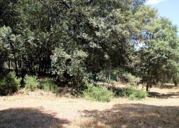 Giardino - Terreno agricolo Capraia e Limite - foto 20