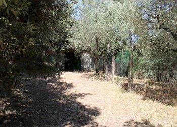 Giardino - Terreno agricolo Capraia e Limite - foto 21