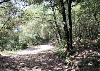 Giardino - Terreno agricolo Capraia e Limite - foto 22