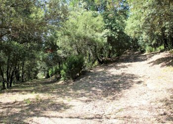 Giardino - Terreno agricolo Capraia e Limite - foto 23