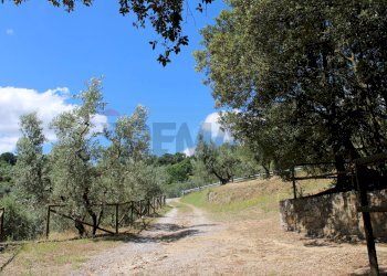 Giardino - Terreno agricolo Capraia e Limite - foto 24