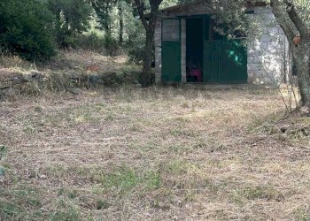 Giardino - Terreno agricolo Capraia e Limite - foto 26