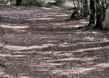 Giardino - Terreno agricolo Capraia e Limite - foto 27