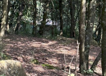 Giardino - Terreno agricolo Capraia e Limite - foto 28