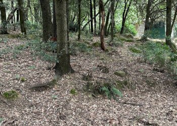 Giardino - Terreno agricolo Capraia e Limite - foto 31