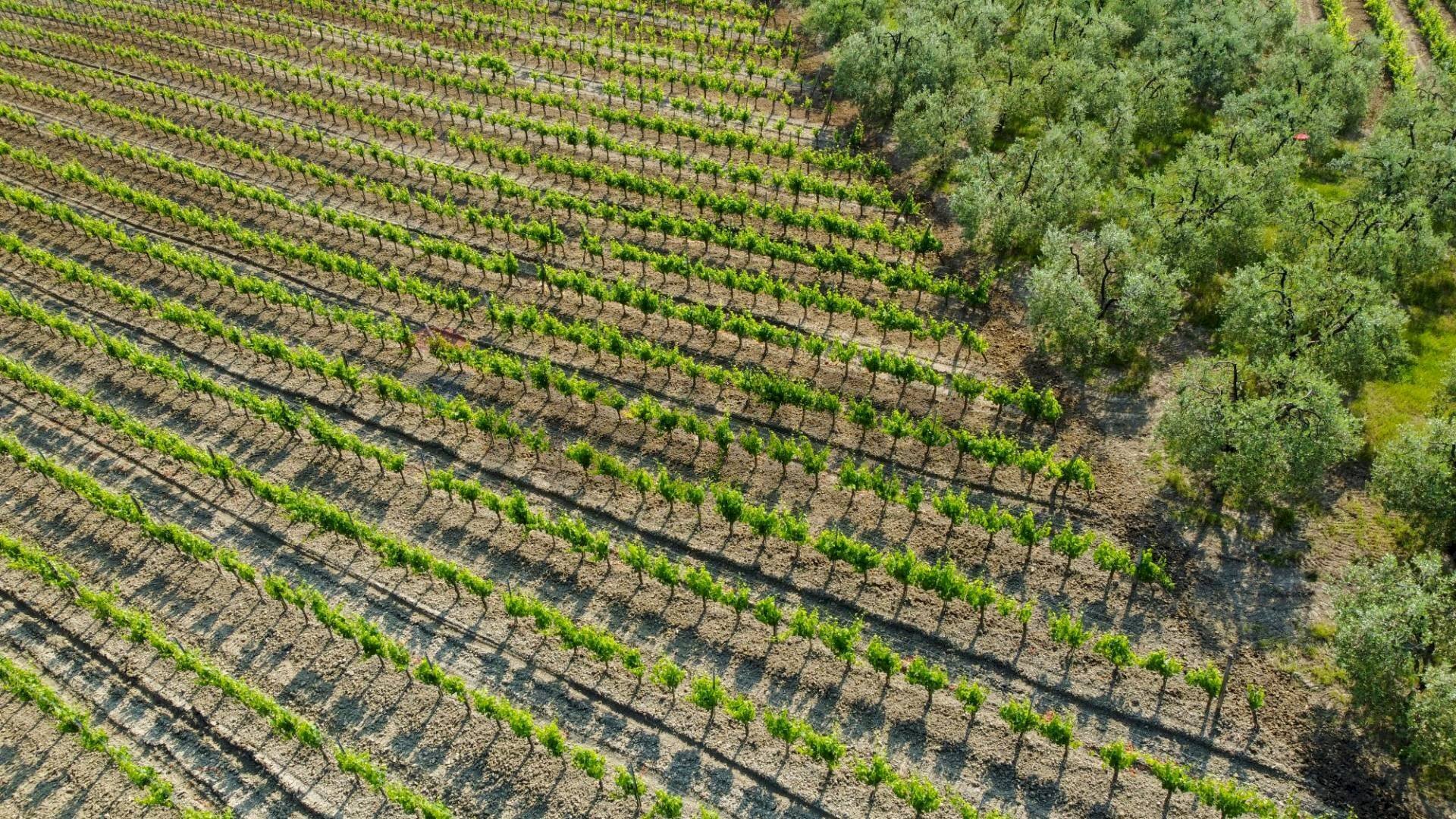 Posizione della mappa - Agricultural land Empoli - photo 1