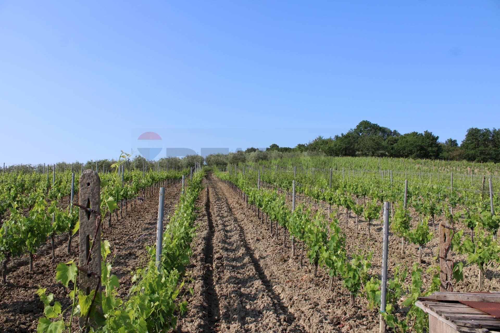 Vista delle montagne - Agricultural land Empoli - photo 2
