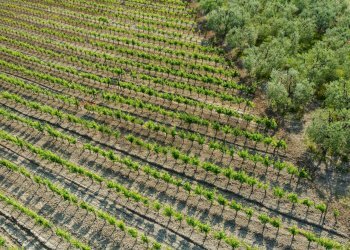 Posizione della mappa - Terreno agricolo Empoli - foto 1