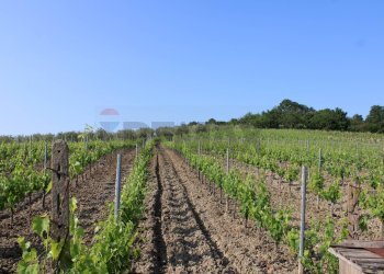 Vista delle montagne - Terreno agricolo Empoli - foto 2