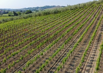 Vista delle montagne - Terreno agricolo Empoli - foto 3