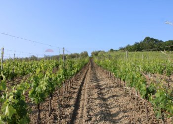 Giardino - Terreno agricolo Empoli - foto 4