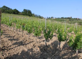 Giardino - Terreno agricolo Empoli - foto 5