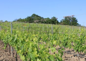 Giardino - Terreno agricolo Empoli - foto 6