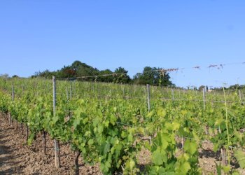 Giardino - Terreno agricolo Empoli - foto 7