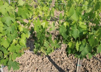 Giardino - Terreno agricolo Empoli - foto 8