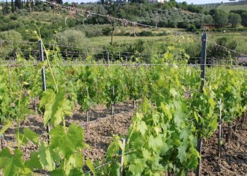 Vista delle montagne - Terreno agricolo Empoli - foto 9