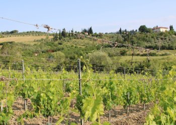 Giardino - Terreno agricolo Empoli - foto 10