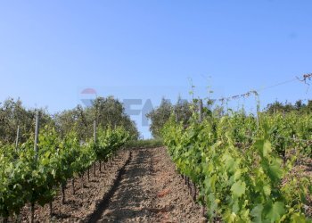 Giardino - Terreno agricolo Empoli - foto 11